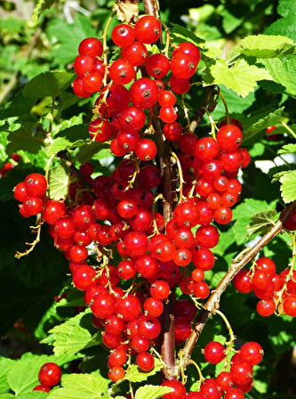 "Tüplü 3 Adet Frenk Üzümü (Ribes rubrum) - Bahçenize Tat Katın"