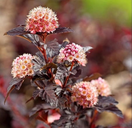 Dokuz Kabuk Çalısı (Physocarpus opulifolius) - 1-2 Yaşında Fidan, Estetik ve Renkli