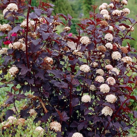 Dokuz Kabuk Çalısı (Physocarpus opulifolius) - 1-2 Yaşında Fidan, Estetik ve Renkli