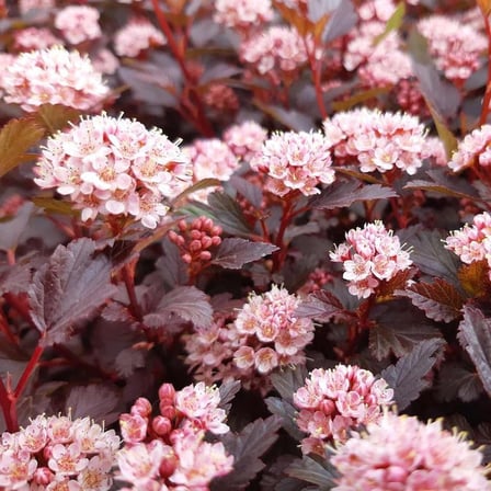 Dokuz Kabuk Çalısı (Physocarpus opulifolius) - 1-2 Yaşında Fidan, Estetik ve Renkli