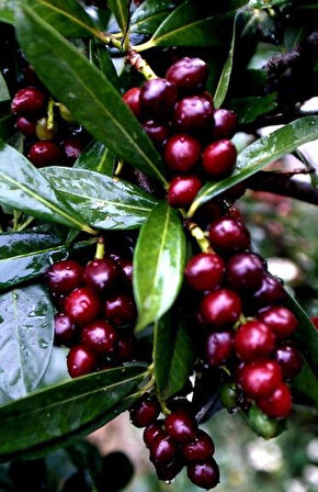 "Karayemiş (Prunus laurocerasus) Fidanı - Bahçeniz İçin Dayanıklı ve Estetik Yeşillik"