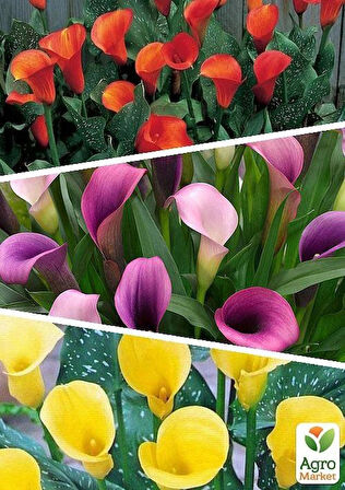 10 ADET GALA ÇİÇEĞİ YUMRUSU SOĞANI KARIŞIK RENK YENİ MAHSUL ÇİMLENME GARANTİLİ...