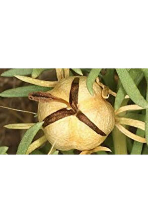 20 Adet Tohum Her Derde Faydalı Üzerlik Nazarlık Tütüsü Tohumu Sürpriz Hediye Tohumla Gönderilir