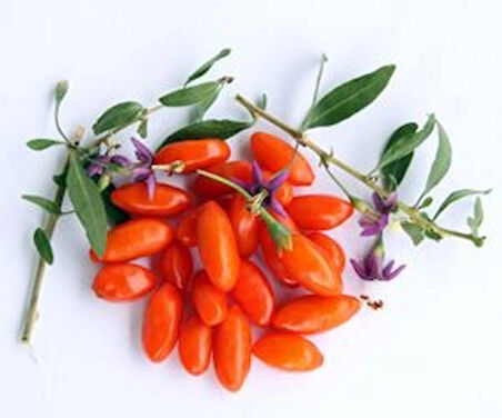 3 Adet 2 Yaşında Tüplü Gojiberry (Lycium barbarum) Fidanı - Bahçenize Şifa ve Lezzet Getiren Süper Meyve