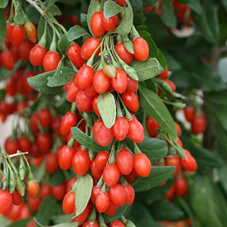3 Adet 2 Yaşında Tüplü Gojiberry (Lycium barbarum) Fidanı - Bahçenize Şifa ve Lezzet Getiren Süper Meyve