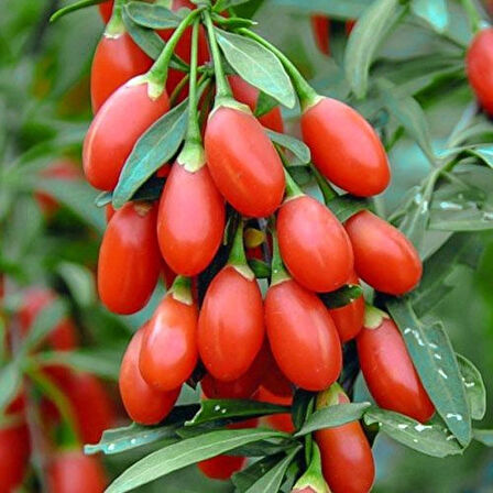 3 Adet 2 Yaşında Tüplü Gojiberry (Lycium barbarum) Fidanı - Bahçenize Şifa ve Lezzet Getiren Süper Meyve