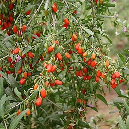 3 Adet 2 Yaşında Tüplü Gojiberry (Lycium barbarum) Fidanı - Bahçenize Şifa ve Lezzet Getiren Süper Meyve