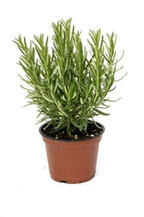 Rosmarinus Officinalis Biberiye Fidanı, Saksıda 1.kalite