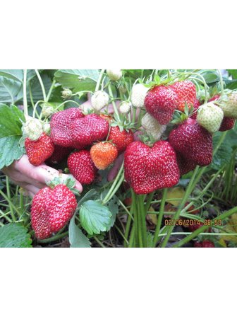 600'lü Rubygem Açık Köklü Frigo Yediveren Çilek Fidan Fidesi