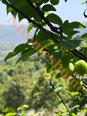 NİVEMESHOME HATAY YÖRESİNE AİT YEŞİL ERİK 500 GR
