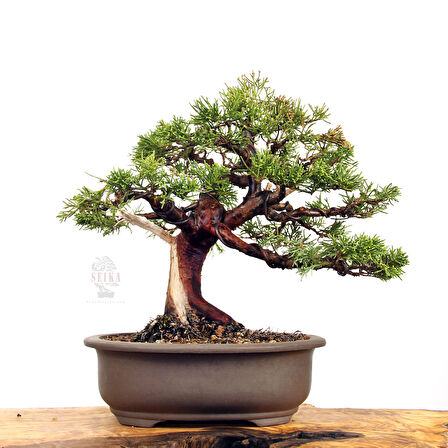 Ardıç (Çin Ardıcı) Bonsai Telleme Kiti - No.3