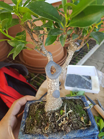 Bonsai Yara Macunu, Katı, 160 gr (Beyaz Kapak)