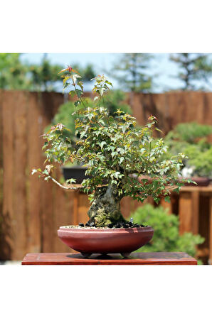 Üç Dişli Akçaağaç Bonsai - No.650