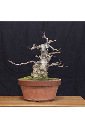 Üç Dişli Akçaağaç Bonsai - No.650