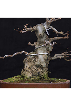 Üç Dişli Akçaağaç Bonsai - No.650