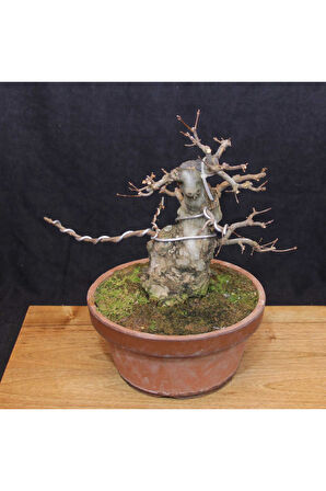 Üç Dişli Akçaağaç Bonsai - No.650