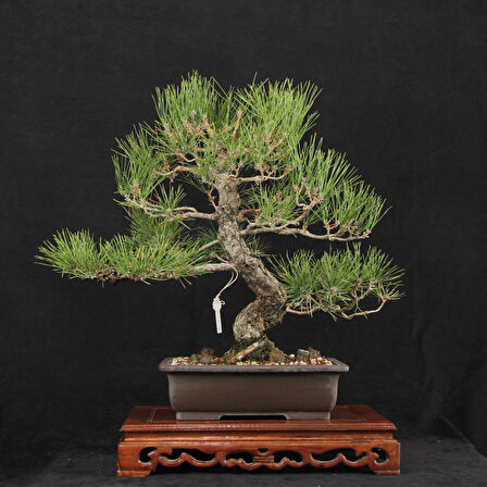 Japon Karaçamı Bonsai - Pinus thunbergii No.611