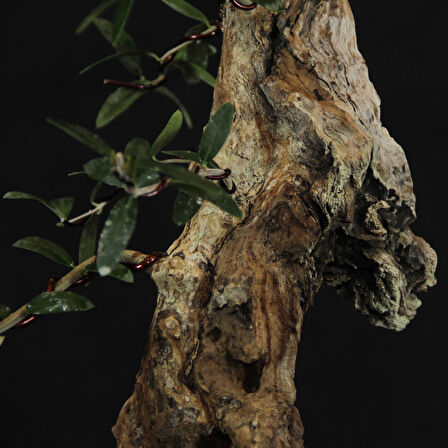 Zeytin Bonsai - Olea Europaea Sylvestris No.618