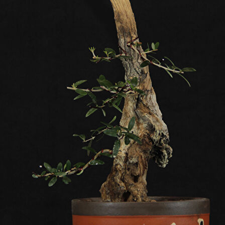 Zeytin Bonsai - Olea Europaea Sylvestris No.618