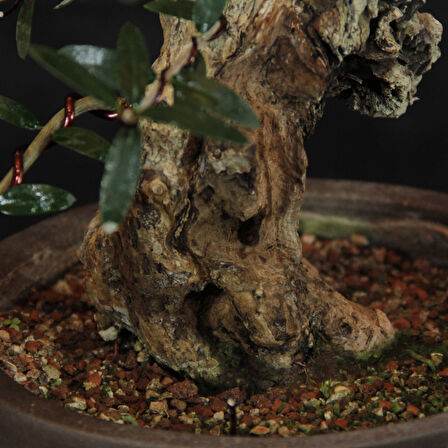 Zeytin Bonsai - Olea Europaea Sylvestris No.618