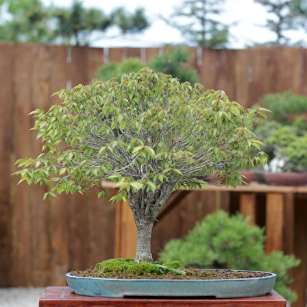 Zelkova serrata Bonsai - No.670