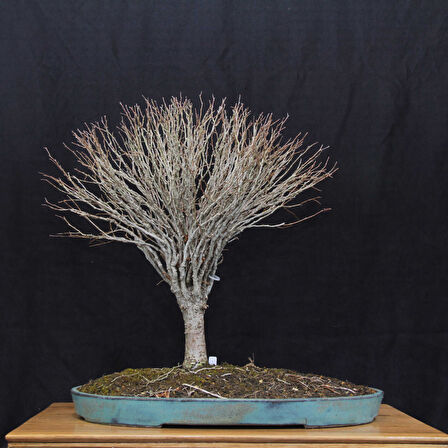 Zelkova serrata Bonsai - No.670