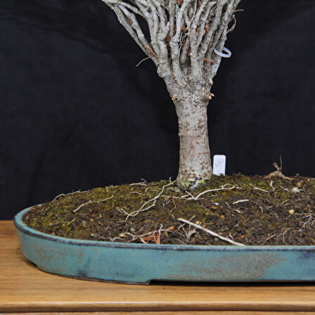 Zelkova serrata Bonsai - No.670