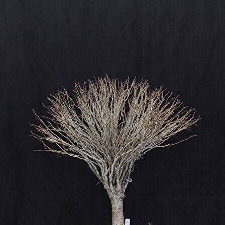 Zelkova serrata Bonsai - No.670