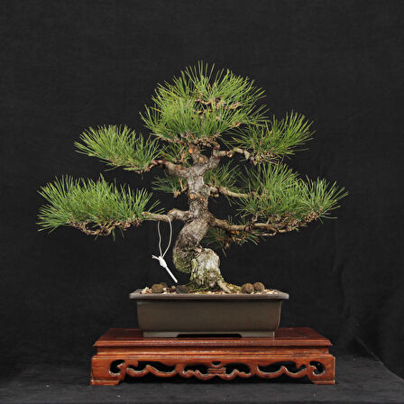 Japon Karaçamı Bonsai - Pinus thunbergii No.612