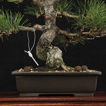 Japon Karaçamı Bonsai - Pinus thunbergii No.612