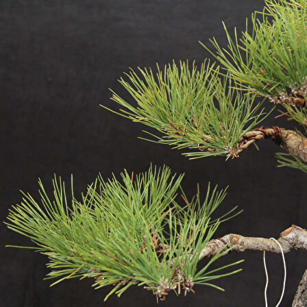 Japon Karaçamı Bonsai - Pinus thunbergii No.612