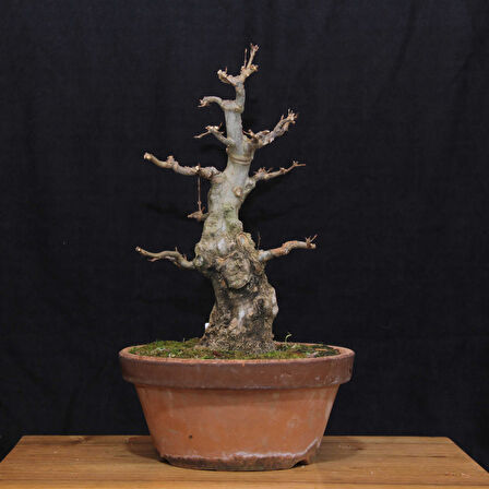 Üç Dişli Akçaağaç Bonsai - No.649