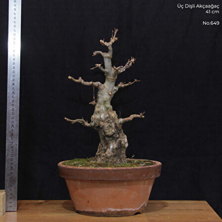 Üç Dişli Akçaağaç Bonsai - No.649