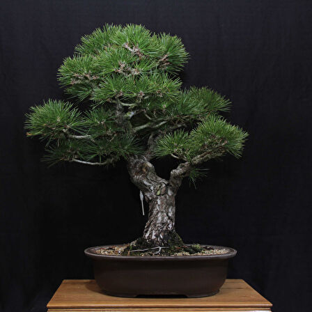 Japon Karaçamı Bonsai No.646