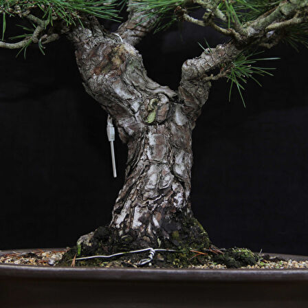 Japon Karaçamı Bonsai No.646