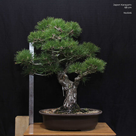 Japon Karaçamı Bonsai No.646