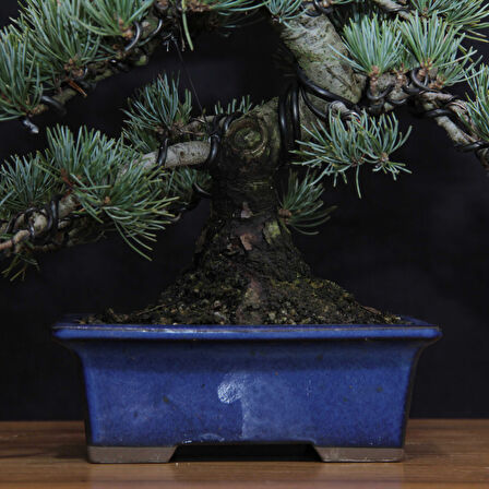 Japon Beyaz Çamı Bonsai No.638