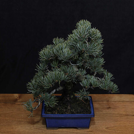 Japon Beyaz Çamı Bonsai No.638