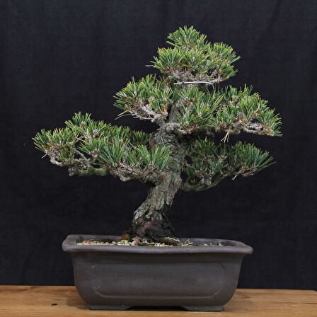 Japon Karaçamı 'Kotobuki' Bonsai No.665