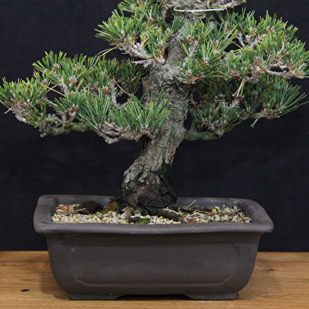 Japon Karaçamı 'Kotobuki' Bonsai No.665