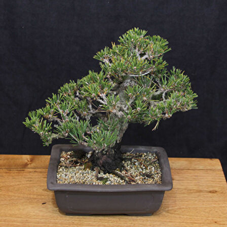 Japon Karaçamı 'Kotobuki' Bonsai No.665