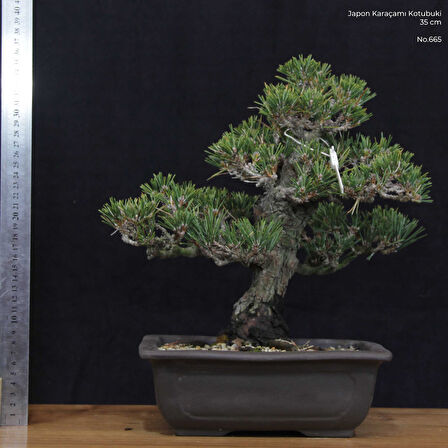 Japon Karaçamı 'Kotobuki' Bonsai No.665