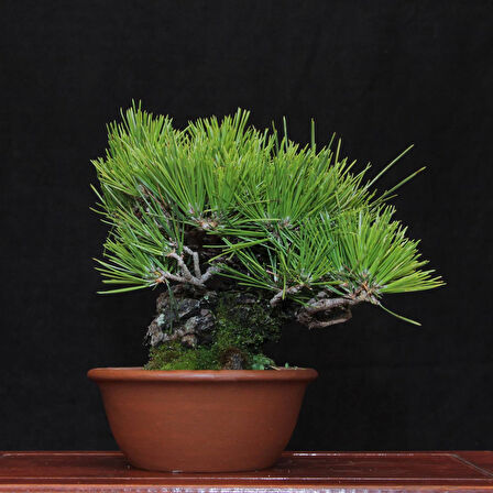 Japon Karaçamı Bonsai No.570