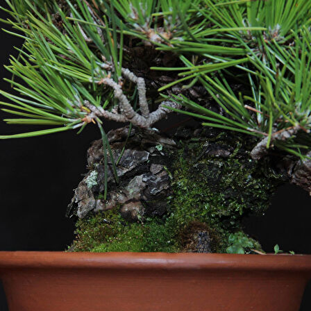 Japon Karaçamı Bonsai No.570