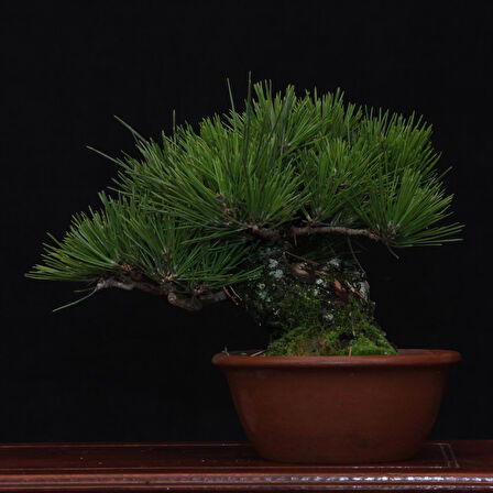 Japon Karaçamı Bonsai No.570