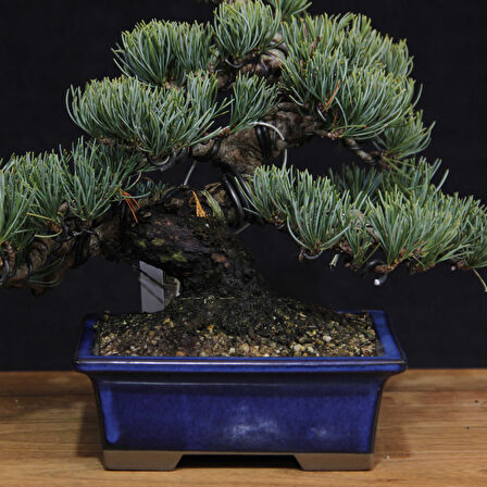 Japon Beyaz Çamı Bonsai No.635