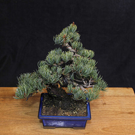 Japon Beyaz Çamı Bonsai No.635