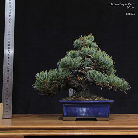 Japon Beyaz Çamı Bonsai No.635