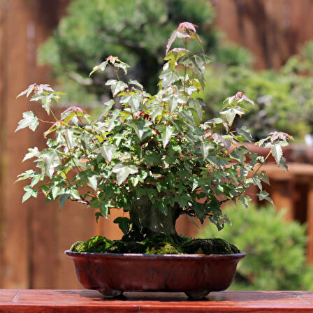 Üç Dişli Akçaağaç Kaede Bonsai - No.621