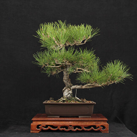 Japon Karaçamı Bonsai - Pinus thunbergii No.613